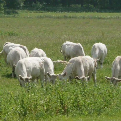 Bild: Bio-Rindfleisch und Bio-Wurst mit Herkunftsgarantie aus Mecklenburg-Vorpommern
