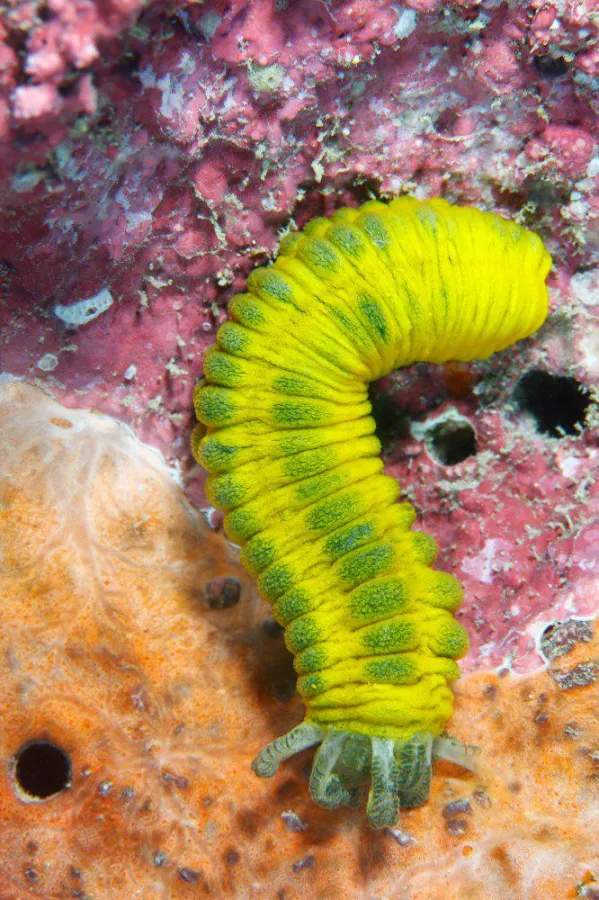 Sao Tome Tauchen - Soldatenfisch