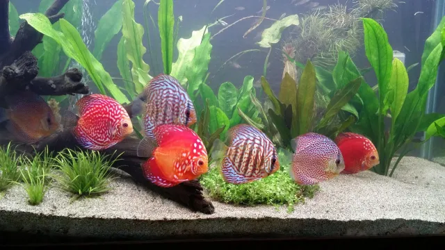 Bild: Sommer, Sonne, Aquarium: Warum jetzt Temperatur-Monitoring Pflicht ist