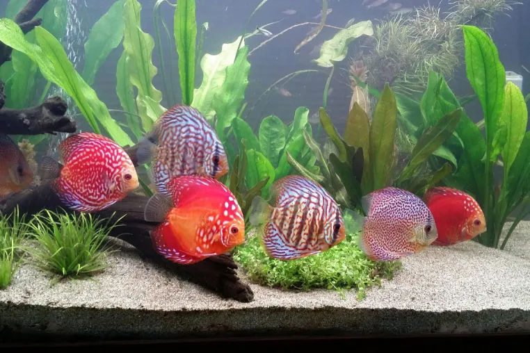 Bild: Sommer, Sonne, Aquarium: Warum jetzt Temperatur-Monitoring Pflicht ist