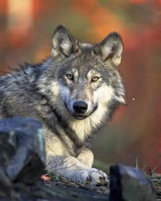 Die Zähmung des Wolfes zum Haustier ging durch den Magen.