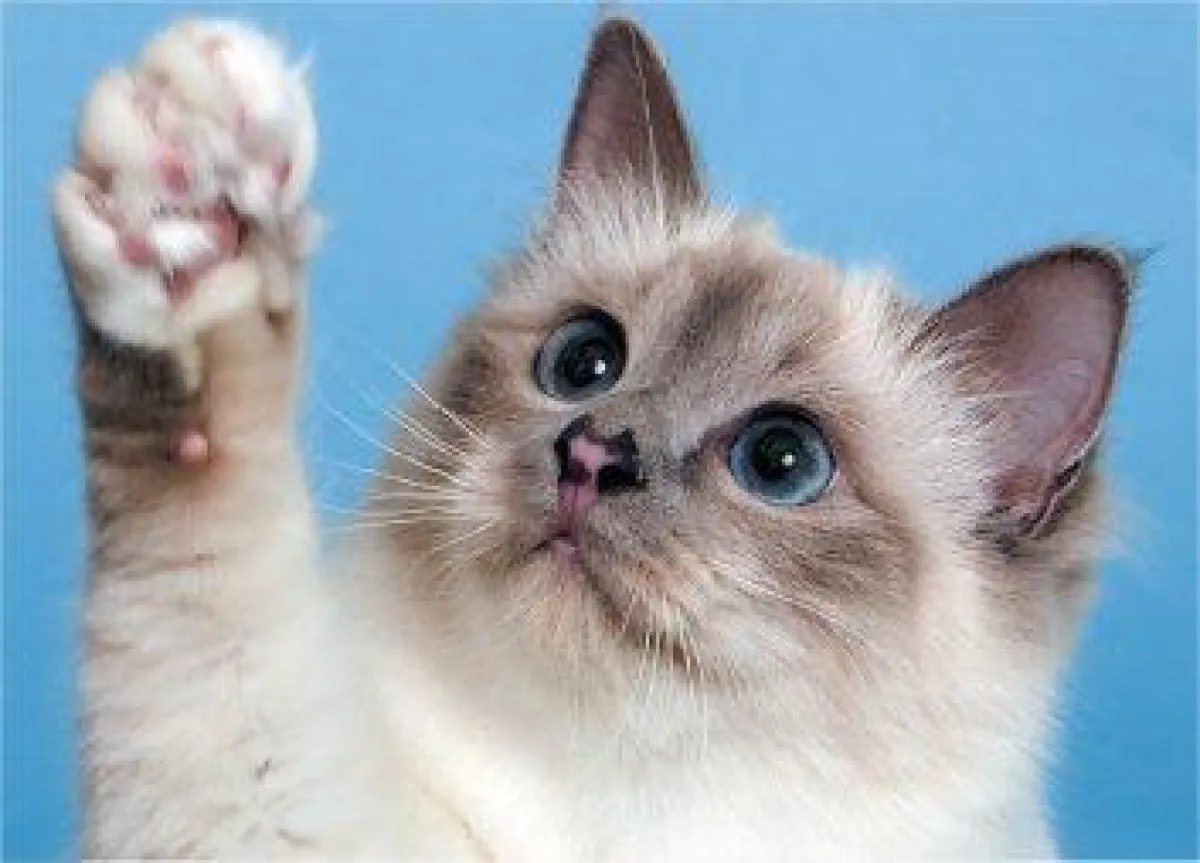 Fotowettberwerb Tierfotografie bei Markt+Technik