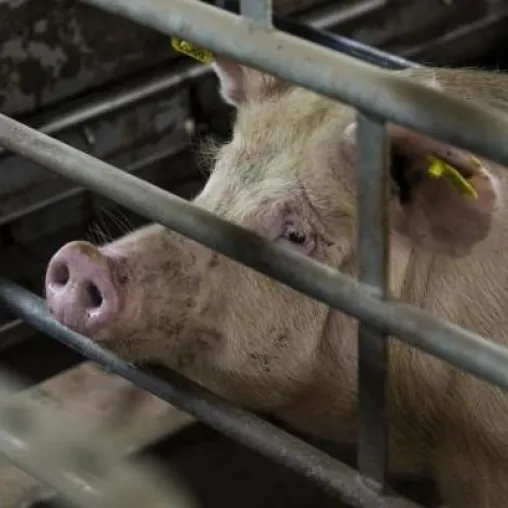 Tierhaltungsverbot für Straathof begrüßenswert – aber keine umfassende Lösung Bild: Tierhaltungsverbot für Straathof begrüßenswert – aber keine umfassende Lösung