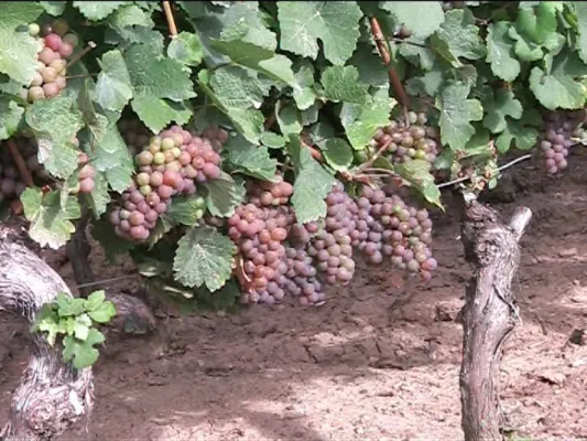 Bild: Weinfest zwischen fröhlichen Weinbergen und alten Weinberghütten