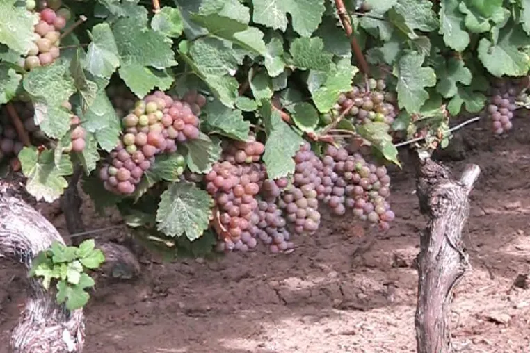 Weinfest zwischen fröhlichen Weinbergen und alten Weinberghütten Bild: Weinfest zwischen fröhlichen Weinbergen und alten Weinberghütten