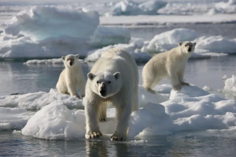 Eisbär-Expedition nach Spitzbergen für Schüler! Bild: Eisbär-Expedition nach Spitzbergen für Schüler!