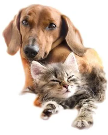 Nachfrage nach Geschäftsideen mit Tieren reist nicht ab Bild: Nachfrage nach Geschäftsideen mit Tieren reist nicht ab