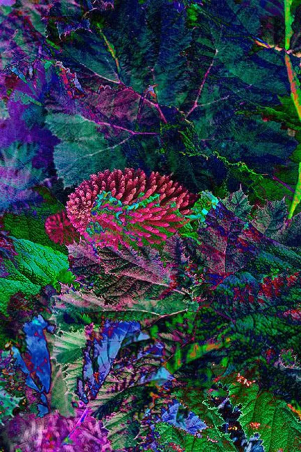 GUNNERA ABSTRAKT 003A