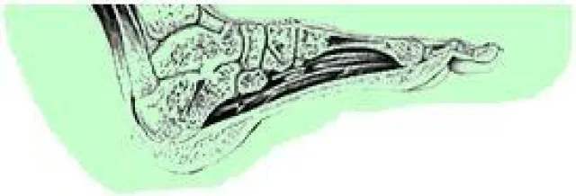 Bild: Erste Podologie- und Fußpflegeseite Deutschlands nach dem HONcode zertifiziert