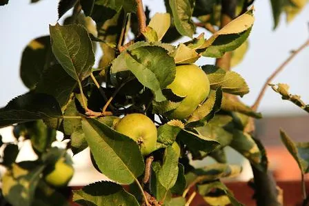 Bild: Äpfel aus dem heimischen Garten – DoctorPlant gibt Tipps für eine reiche Apfelernte