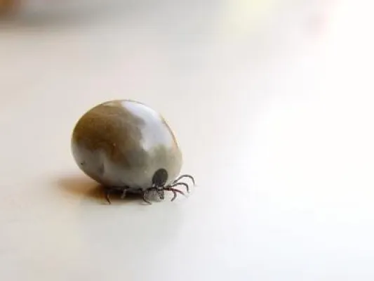 Bild: Mopszucht vom Mägdebrunnen informiert (1) -Tödliche Gefahr Hundemalaria breitet sich in Deutschland weiter aus.