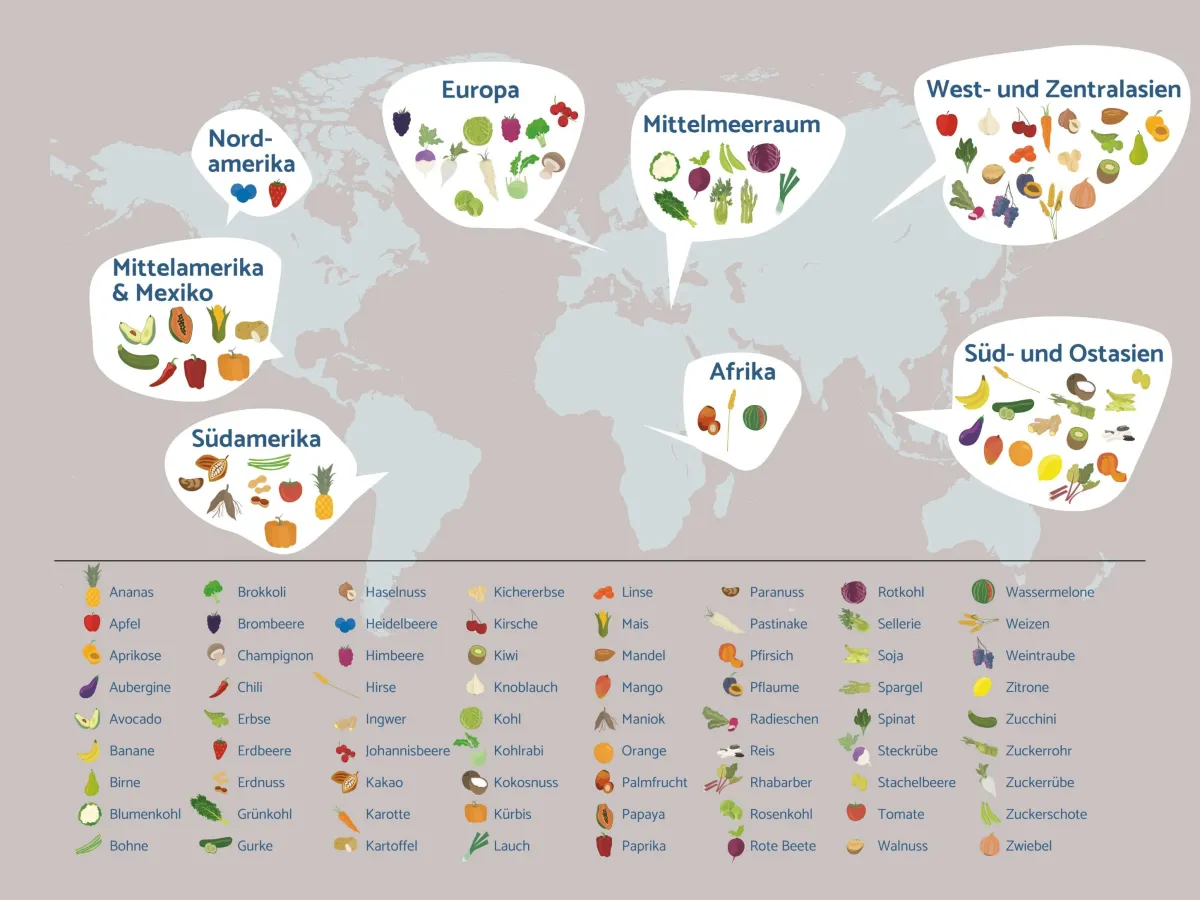 Ein Poster zur Herkunft von Früchten ist das zentrale Element der neuen Unterrichtsmaterialien. (© OroVerde - Die Tropenwaldstiftung )