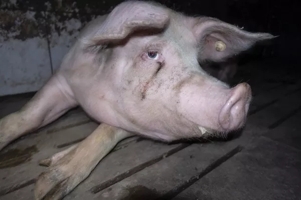 Bild: Nach Aufdeckung von Tierquälerei: Westfleisch löscht alle Hofportraits auf der Website