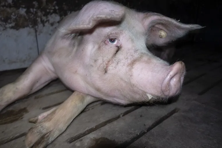 Bild: Nach Aufdeckung von Tierquälerei: Westfleisch löscht alle Hofportraits auf der Website