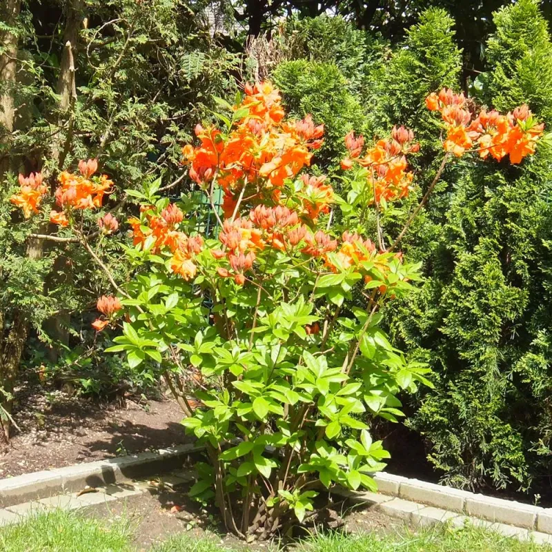 Blühendes Leben