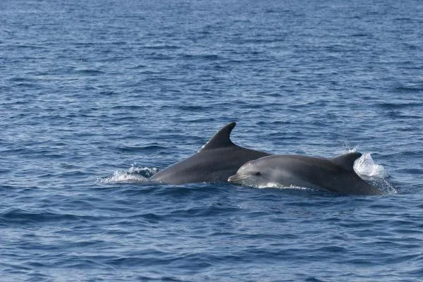 Bild: Nördliche Adria: Flosse an Flosse mit Delfinen und Haien