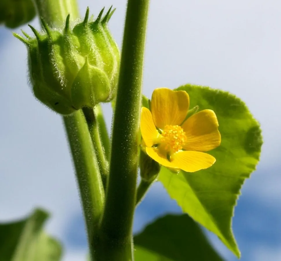 Die Lindenblättrige Schönmalve (Abutilon theophrasti)