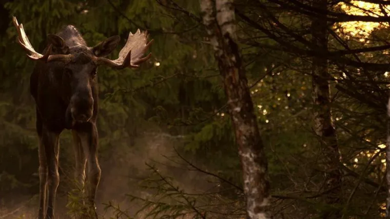 Mit Nabu Dunningen ins Sehnsuchtsland Schweden Bild: Mit Nabu Dunningen ins Sehnsuchtsland Schweden