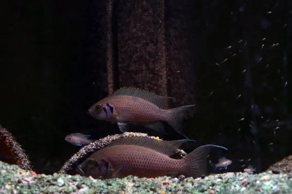 Bild: Die sozialen Fähigkeiten von Buntbarschen hängen von ihren frühesten Erfahrungen ab