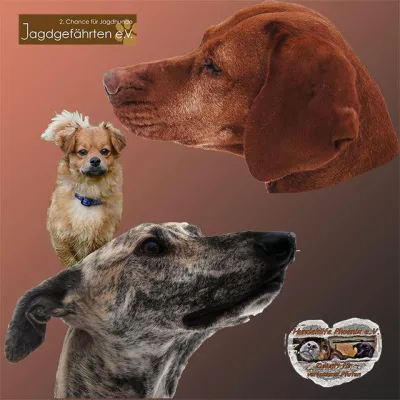 Bild: Jagdgefährten e.V. und Hundehilfe Phoenix e.V. kooperieren zum Wohle der Vierbeiner