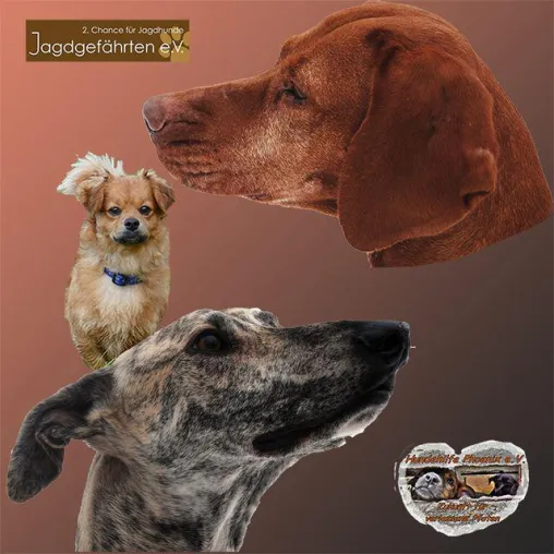 Bild: Jagdgefährten e.V. und Hundehilfe Phoenix e.V. kooperieren zum Wohle der Vierbeiner