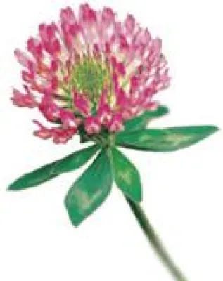 Bild: Studie beweist Sicherheit der Promensi - Rotklee-Extrakte gegen Wechselbeschwerden