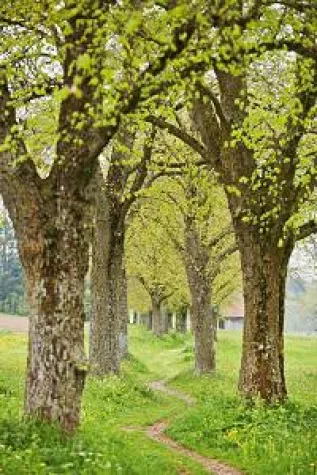 Bild: Kneipp-Tipps gegen Heuschnupfen