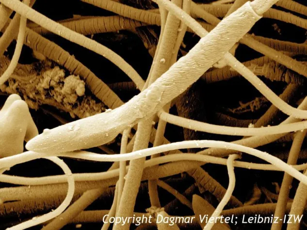 Bild: Spermien von Kängurus enthalten ungewöhnliche Fettsäuren