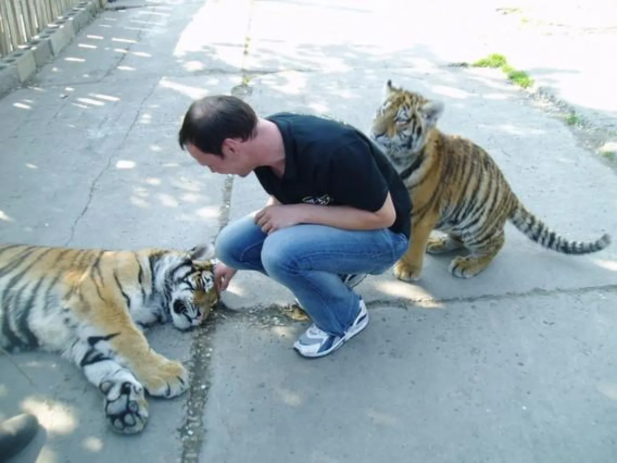 Tigeroase - Slowakei