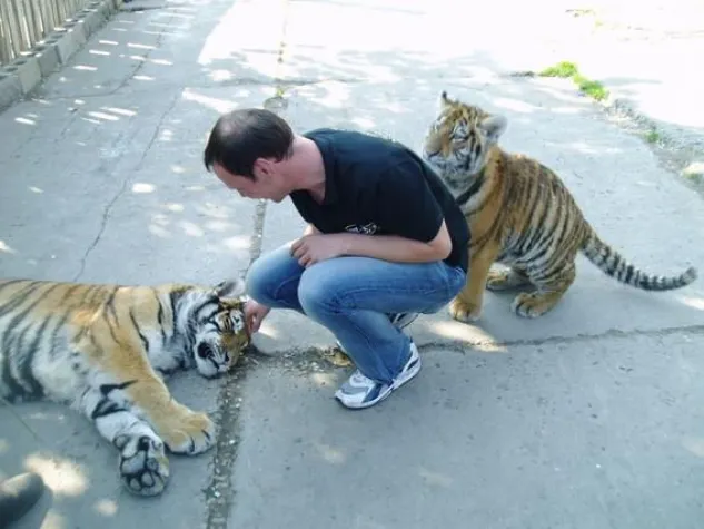 Bild: Tigeroase - Neue Therapieform - Präsenz