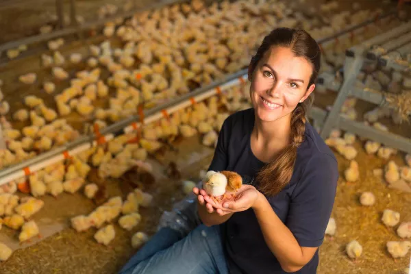 Bild: Geht nicht, gibt’s nicht: haehnlein rettet mehr als eine Million männliche Küken