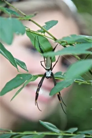 Bild: 80. Tier: Die schlimmste Spinne meines Lebens