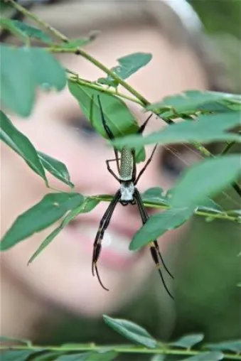 Bild: 80. Tier: Die schlimmste Spinne meines Lebens