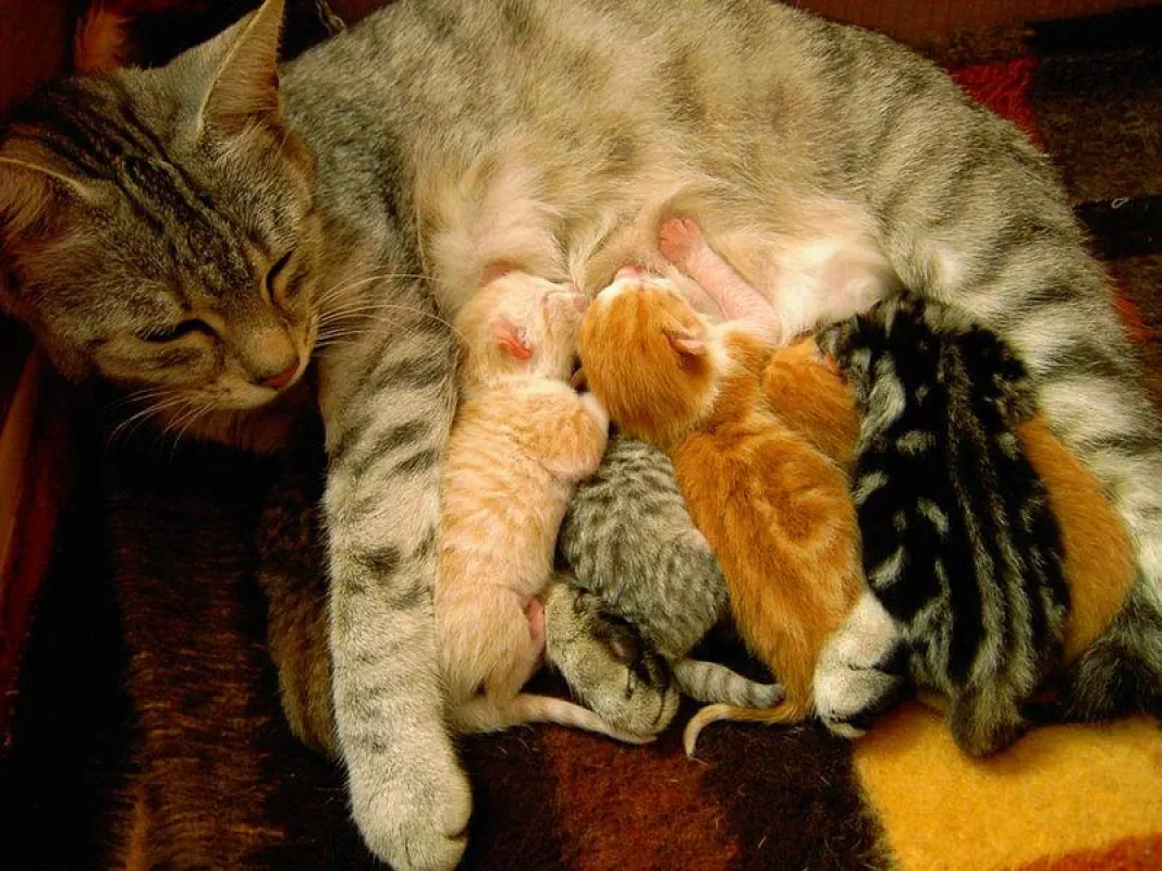 Ob Katzenbabies oder Exoten - bei dhd24 sind alle Tiere erwünscht.