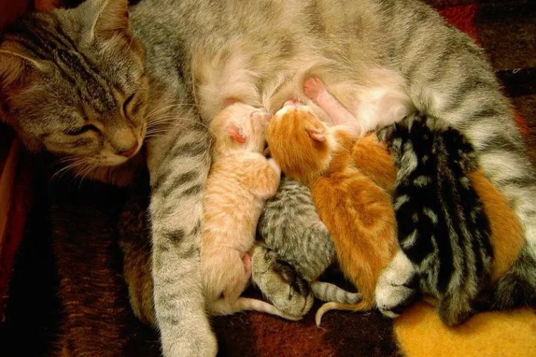 Bild: Tierfotos gesucht - Internetdienst will jedes Tier im Web verewigen