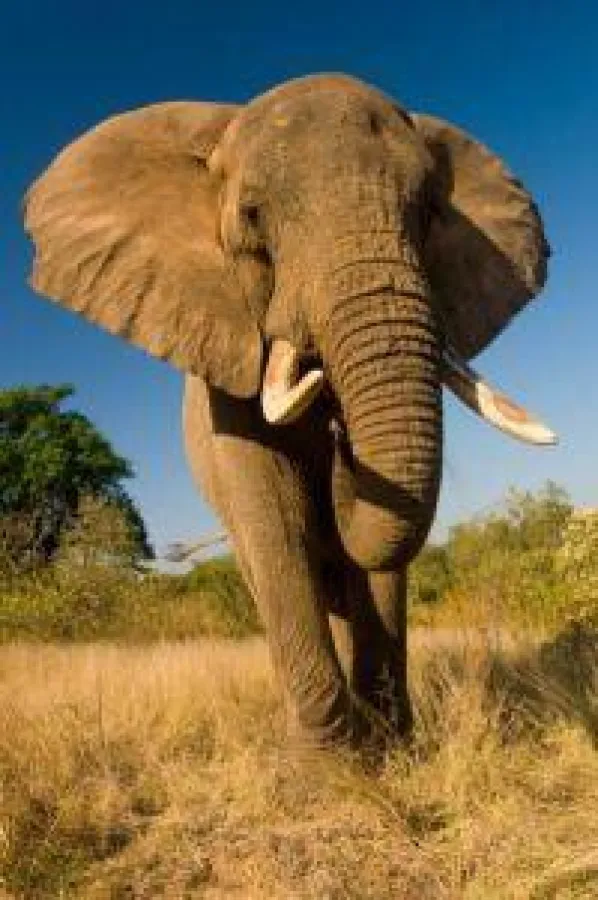 Elefant, Foto: Wikinger Reisen. Abdruck honorarfrei, bitte nur mit Quellenangabe. Foto senden wir gern in hoher Auflösung zu. Bitte per Mail bei der Pressestelle anfordern.