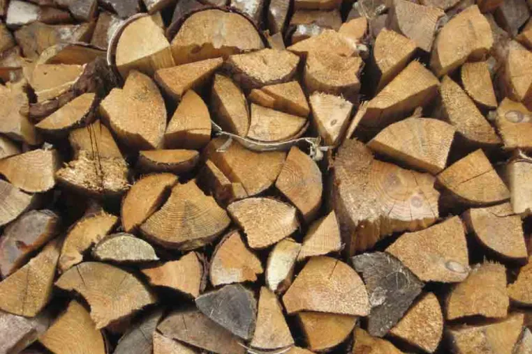Bild: Internationale Grüne Woche: Energielieferant Holz senkt CO2-Ausstoß in Deutschland um 13,8 Mio. Tonnen