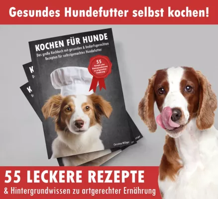 Bild: Kochen für Hunde: Selbstgemachtes Hundefutter statt Fertigfutter