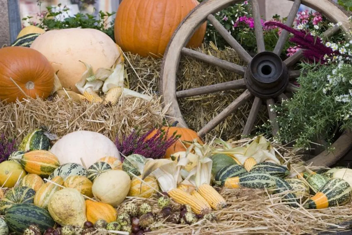 Kulinarische Herbsterlebnisse bei Landidyll - Erntefrisches & Regionales