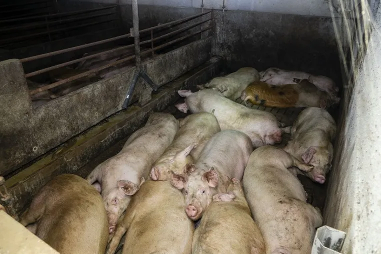 Bild: Skrupelloser Schweinemäster kommt mit geringer Geldauflage davon - "Wir sind enttäuscht"