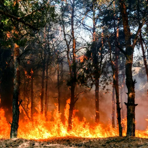 Bild: Soziale und wirtschaftliche Ungleichheiten beeinflussen Waldbrandvorsorge