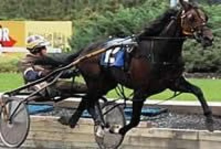 Bild: Breeders Crown 2008 Vorschau – Deweycheatumnhowe sehr optimistisch