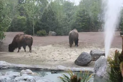 Bild: Kolosse der Wildnis im Erlebnis-Zoo Hannover