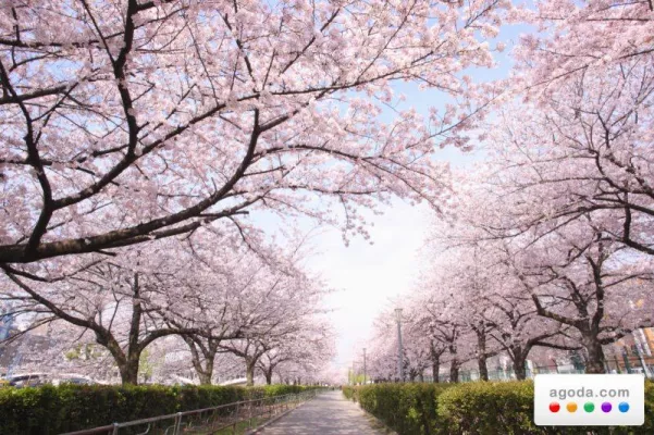 Bild: Agoda.com präsentiert Hotelangebote für Japans nahende Sakura-Saison