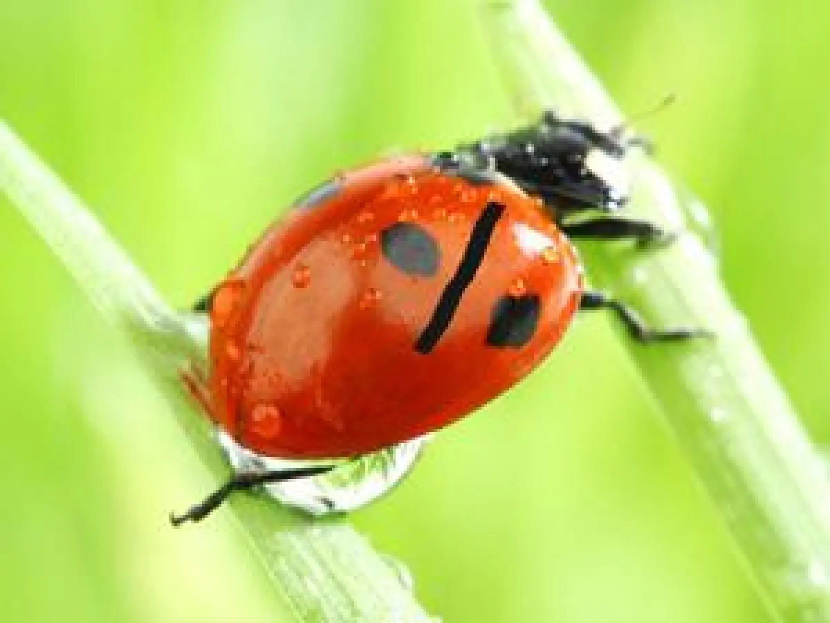 Das hat nichts mit Glück zu tun, sondern mit Können - Finanzanlagen im Bereich Umwelt und Umwelttechnik.
