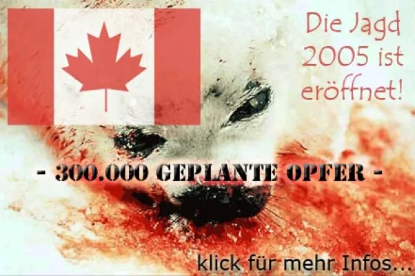 Bild: Robbenjagd hat begonnen - 300.000 geplante Opfer