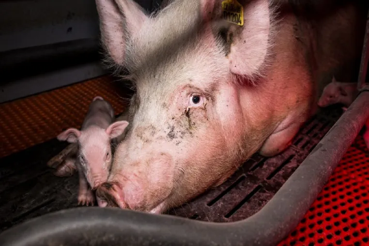 Bild: Kein Muttertag für Tiere - So sehr leiden die Muttertiere in der Tierindustrie 