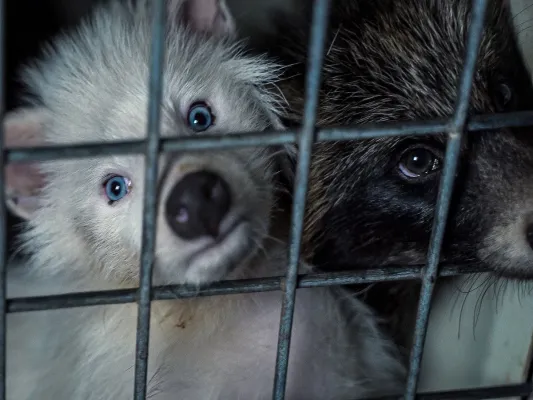 Bild: Europäische Bürgerinitiative "Fur Free Europe" reicht 1.502.319 Unterschriften bei Europäischen Kommission ein