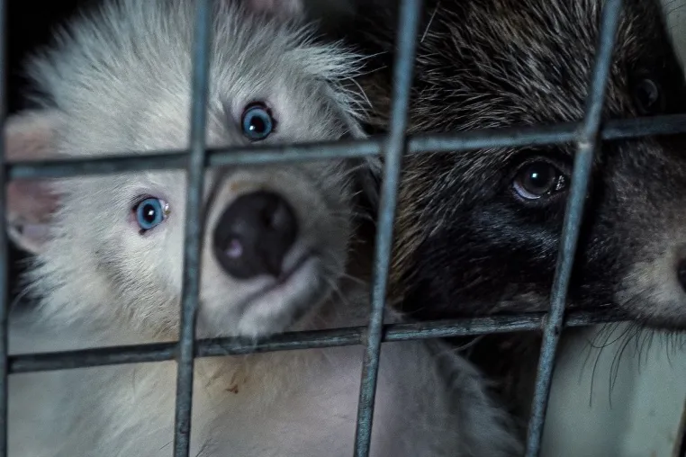 Bild: Europäische Bürgerinitiative "Fur Free Europe" reicht 1.502.319 Unterschriften bei Europäischen Kommission ein
