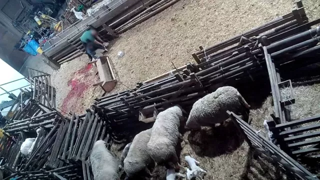 Bild: Versteckte Kameras filmen illegales Schlachten im Landkreis Neuwied - ANINOVA deckt Tierquälerei auf